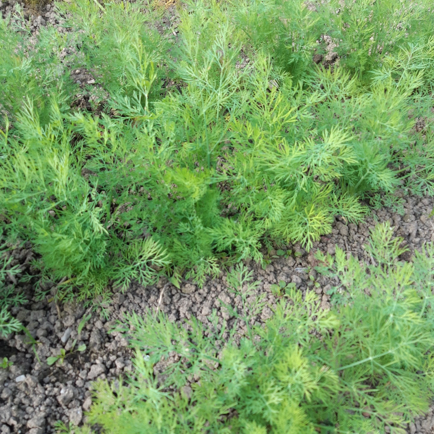 Dill