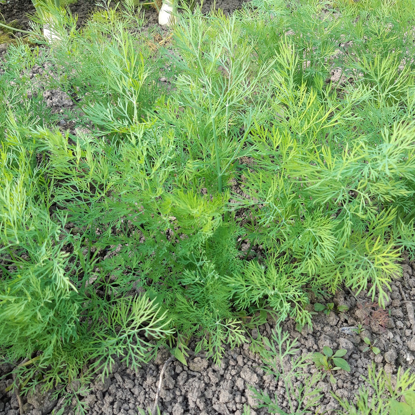 Dill