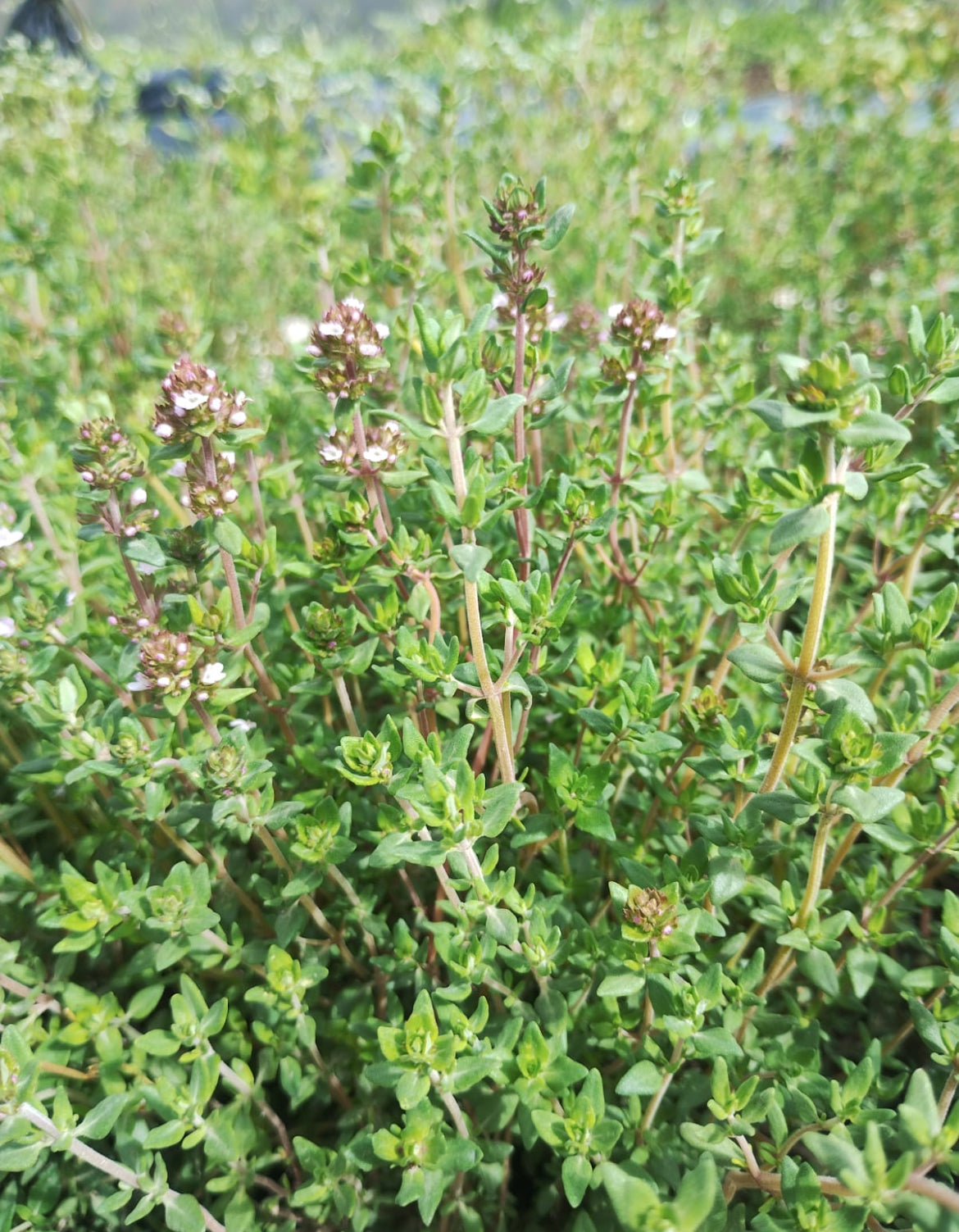 Thymian 30g