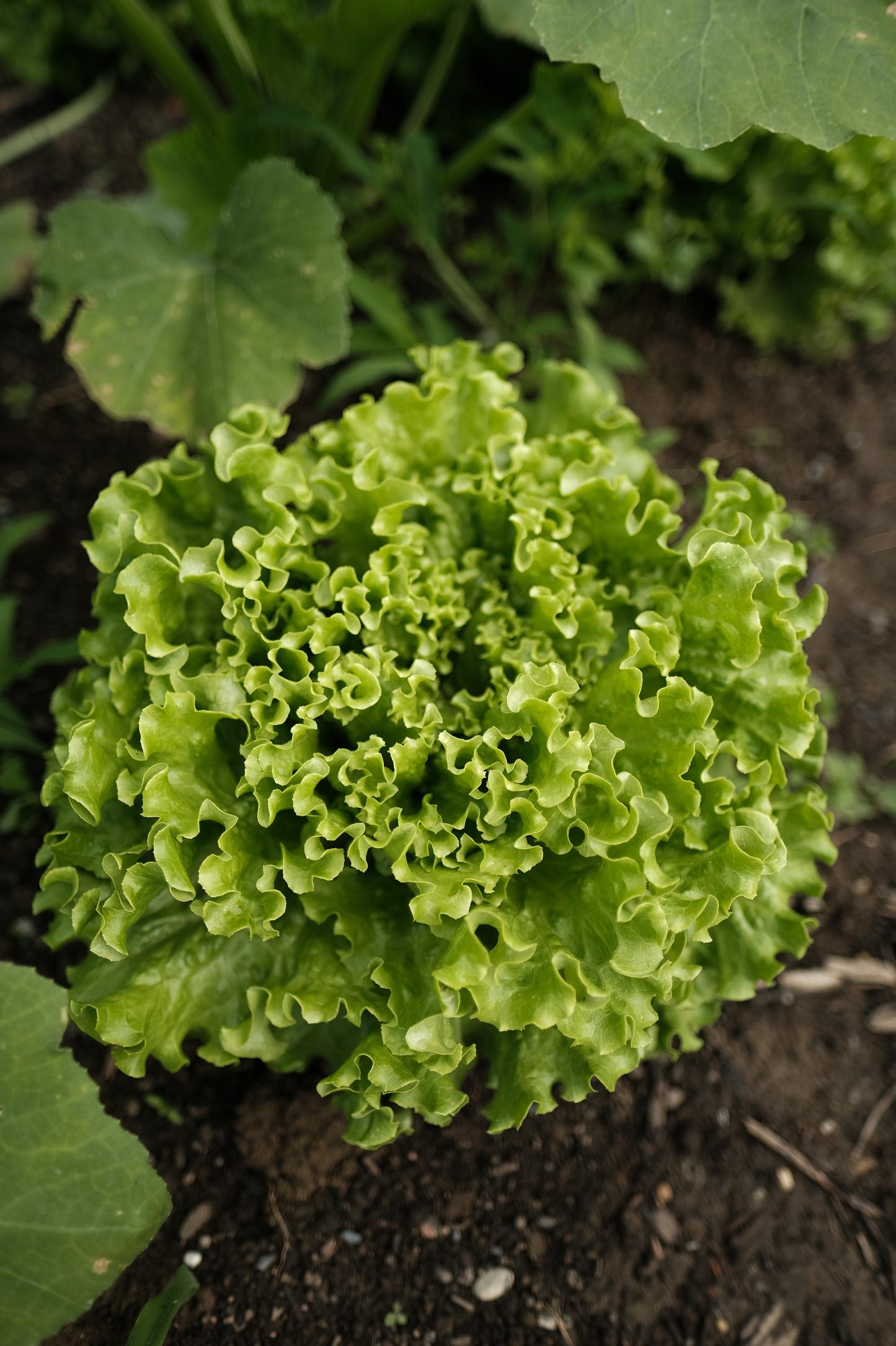 Grüner Salat oder roter Salat (Stk)