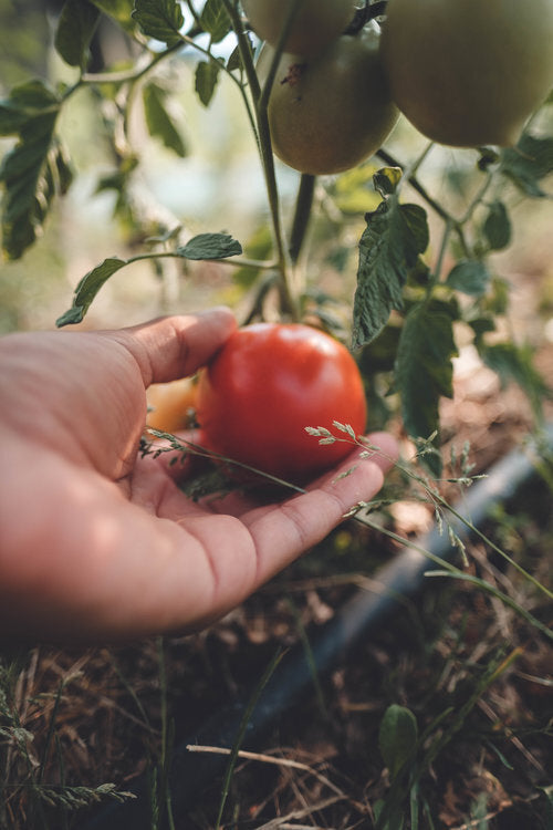 Tomaten (kg)