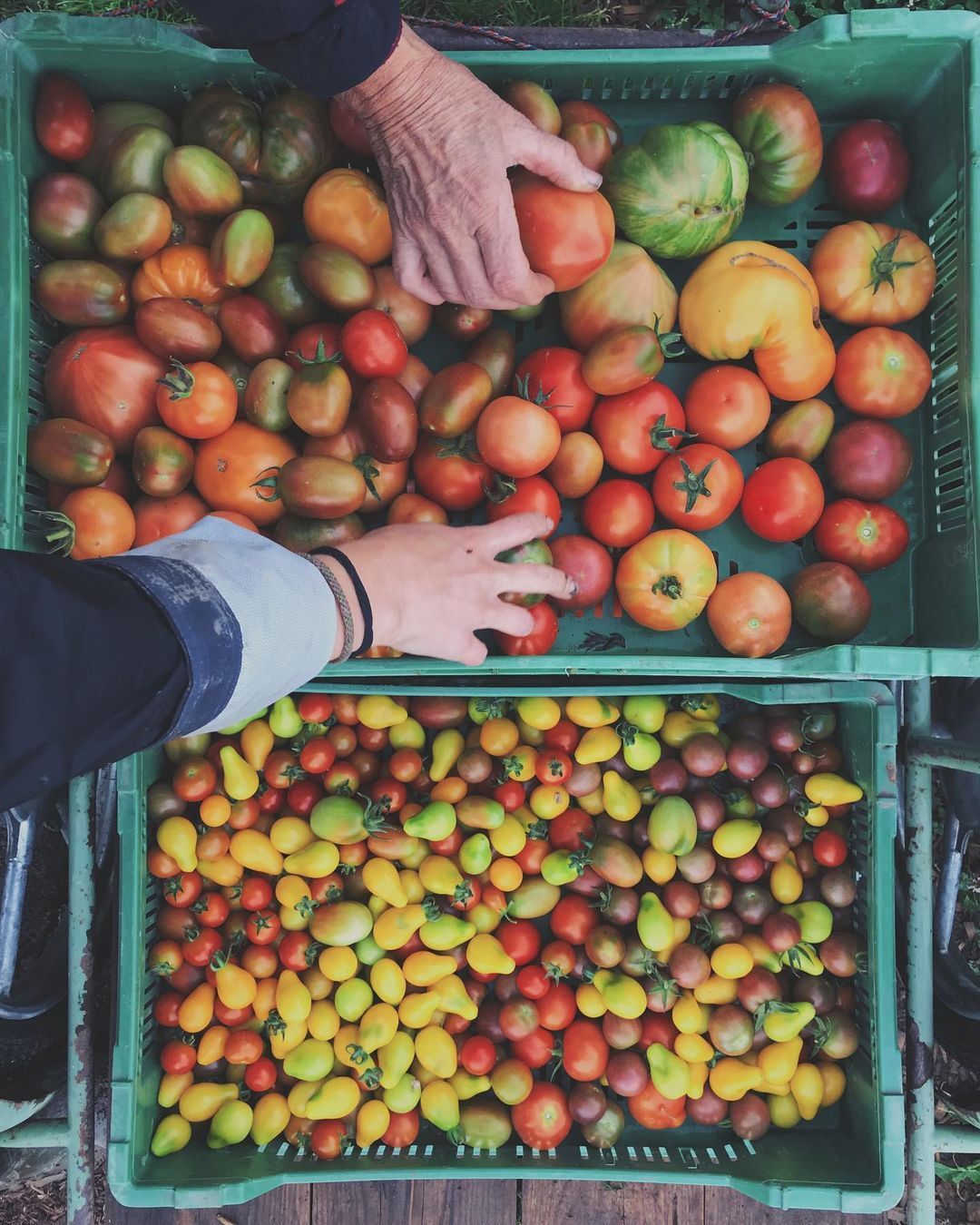 Tomaten (kg)
