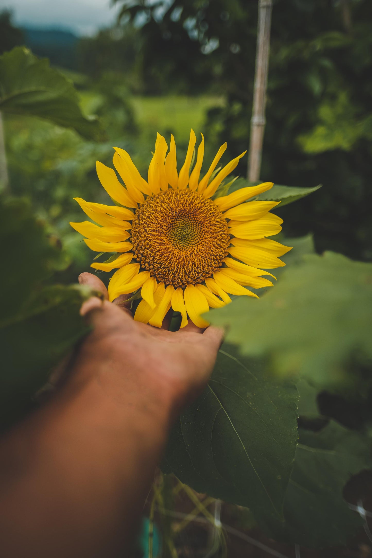 Sonnenblume (Stk)