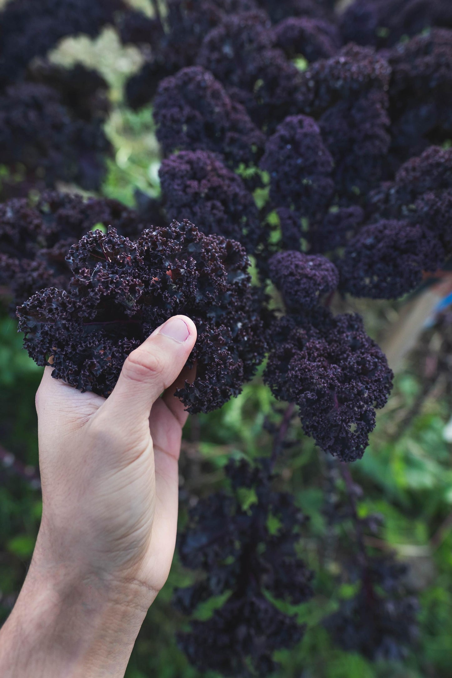 Grüner oder roter Federkohl (200g)