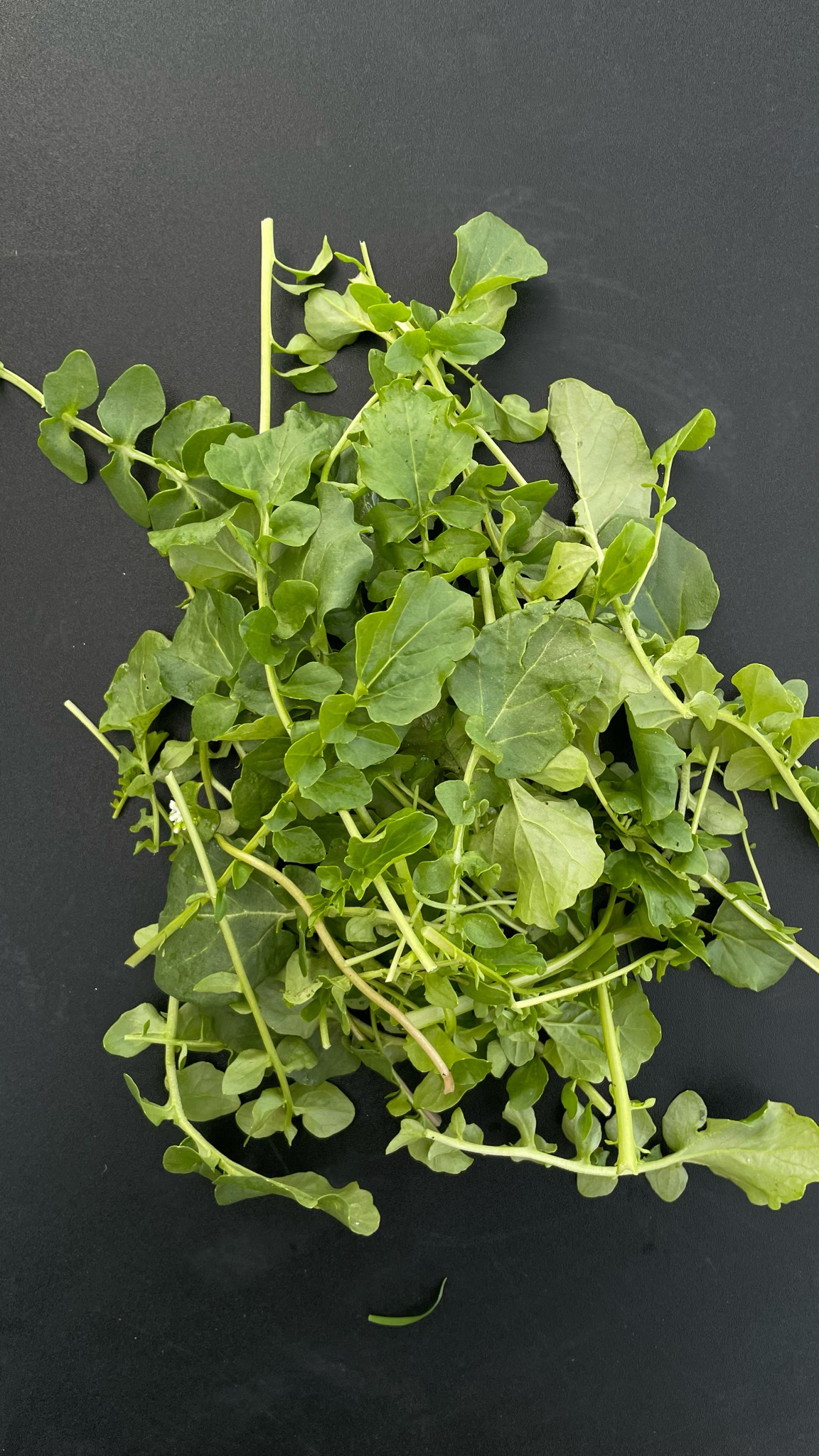 Barbarakresse, Winterkresse (100g)