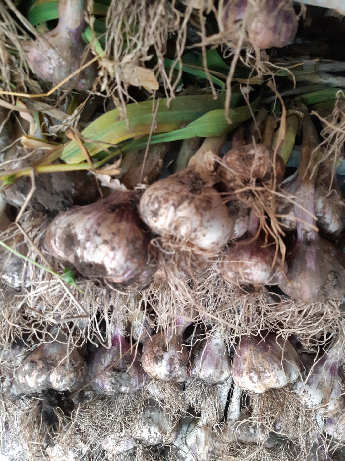 Knoblauch (100g)