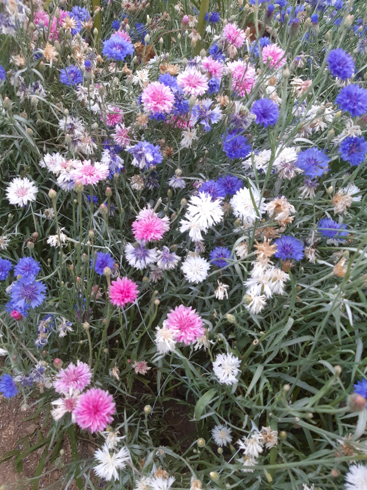 Edible Flowers (50g)