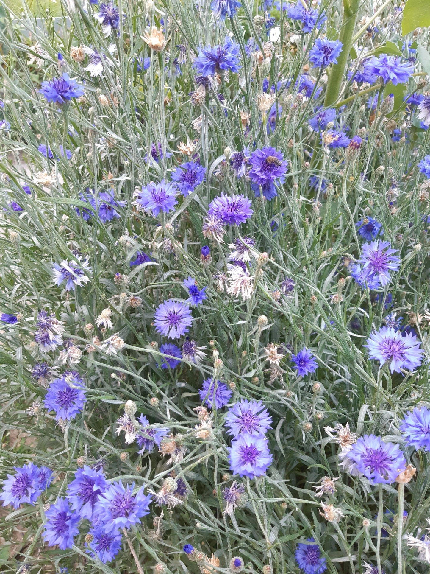 Edible Flowers (50g)