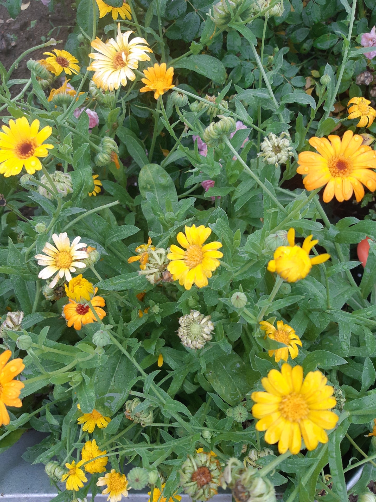 Edible Flowers (50g)