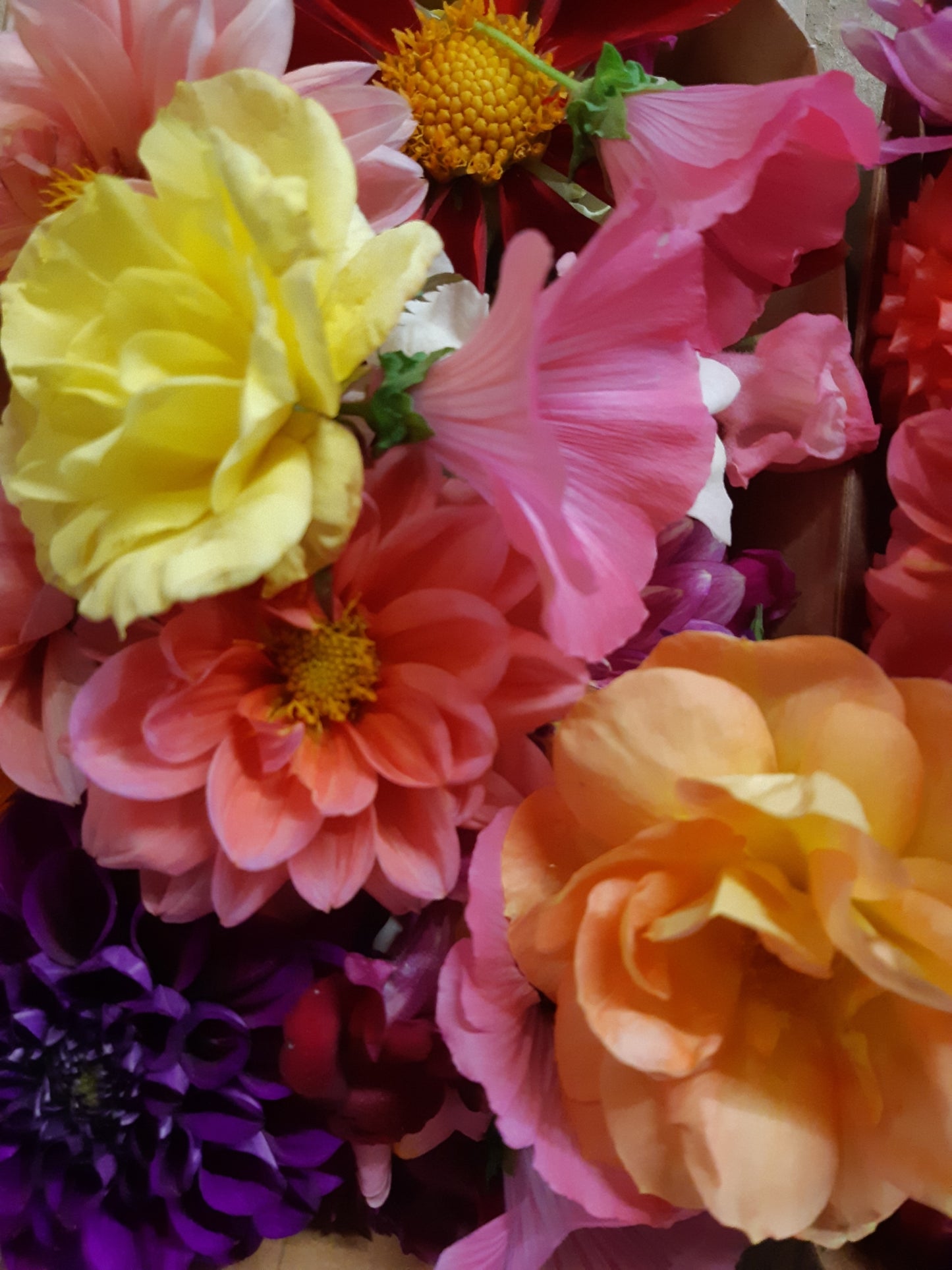 Edible Flowers (50g)