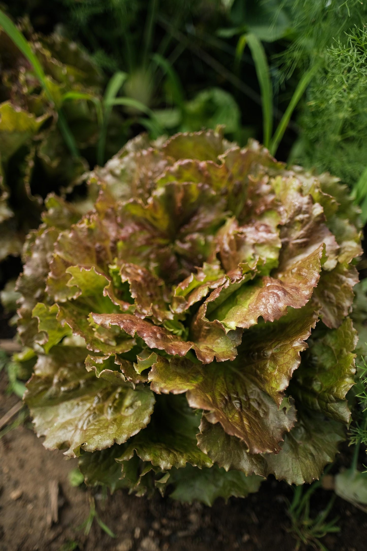 Grüner Salat oder roter Salat (Stk)