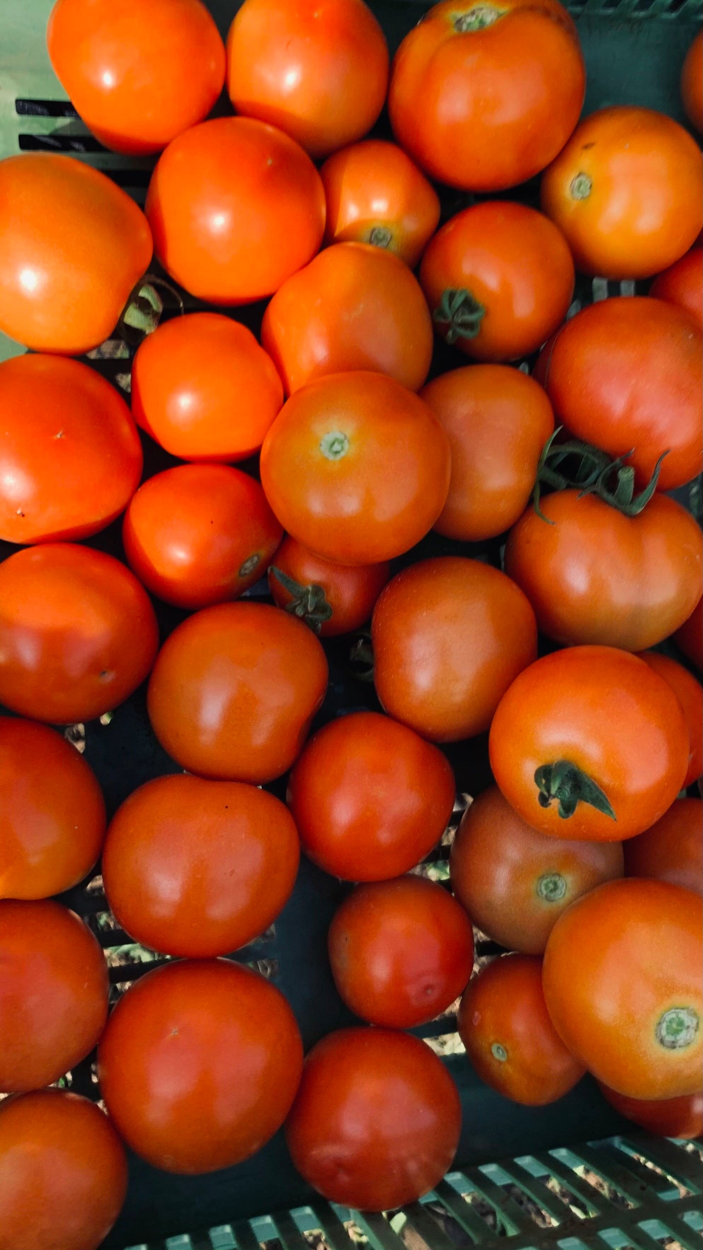 Tomaten (kg)
