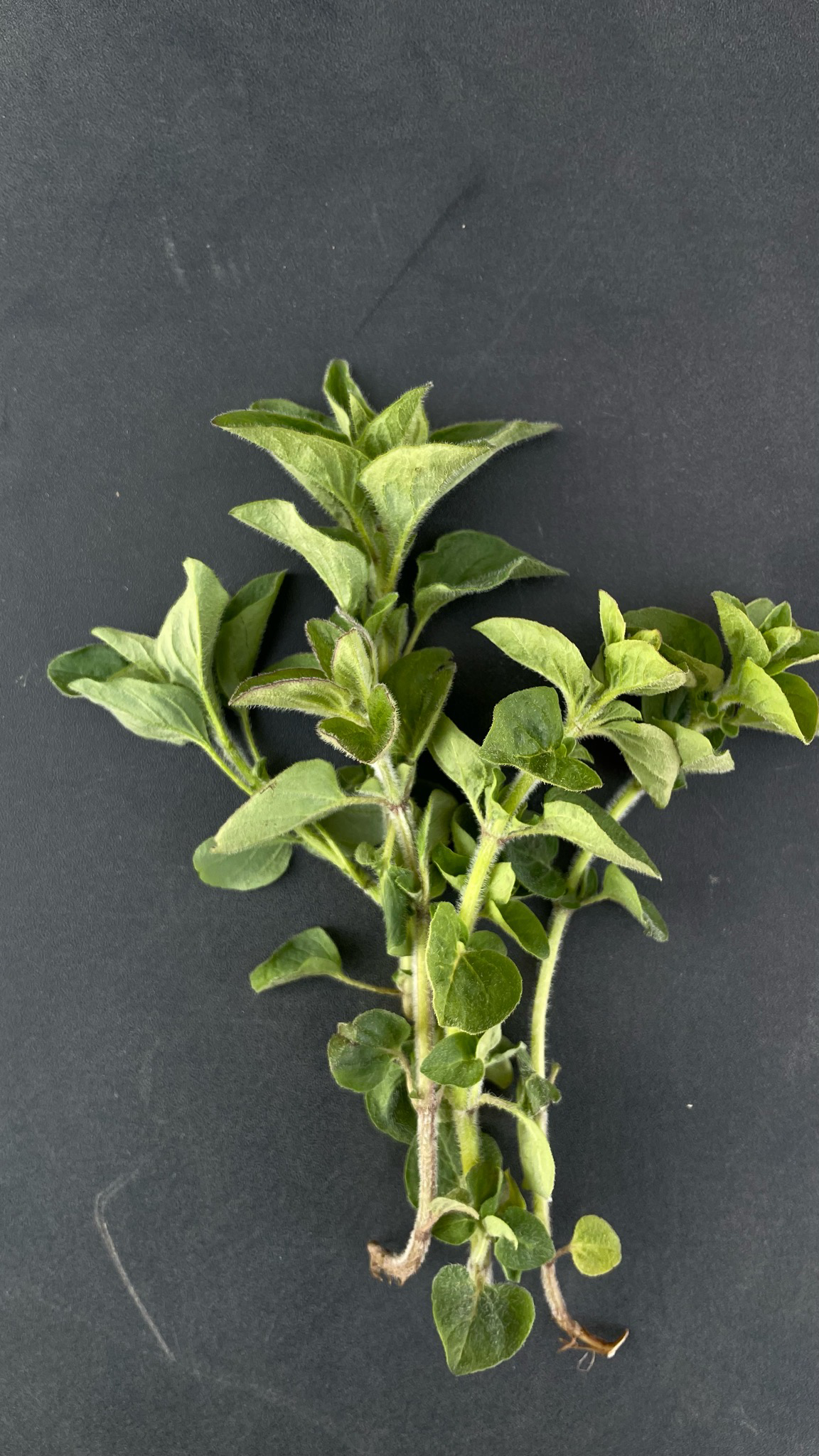 Oregano (Bund)