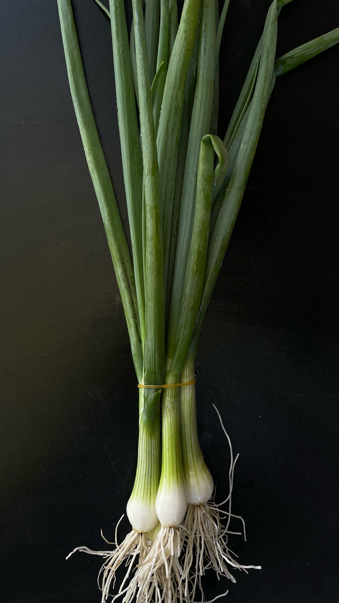 Bundzwiebeln (100 g)
